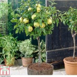 Fruit Tree Collection (Mini Fruit Tree) -EcoFlora Sales Shop z APPL T10395 A
