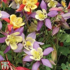 Small Best Value Perennial Collection -EcoFlora Sales Shop z AQUI T74426 B13
