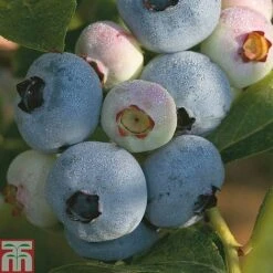 Blueberry 'Full Season Collection' 9 Blueberry 'Full Season Collection' -EcoFlora Sales Shop z BLUE CWW3179 A h