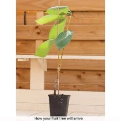 Cherry & Plum Duo (Mini Fruit Trees) -EcoFlora Sales Shop z CHER T10442 B h