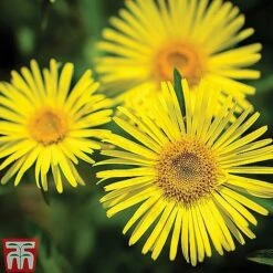 Small Best Value Perennial Collection -EcoFlora Sales Shop z DORO T64096 B2