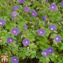 Geranium Hardy Mixed -EcoFlora Sales Shop z GERA T80199 C1