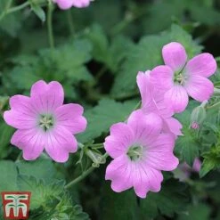Geranium Hardy Mixed -EcoFlora Sales Shop z GERA T80199 E1