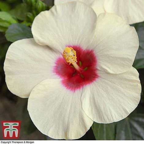 Hibiscus Adonicus 4 Hibiscus Adonicus - Image 2