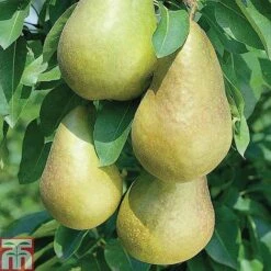 Fruit Tree Collection (Mini Fruit Tree) -EcoFlora Sales Shop z PEAR T42025 A h