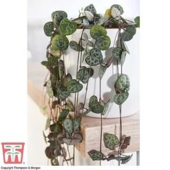 Hanging Houseplant Collection -EcoFlora Sales Shop z STRI KA8603 A