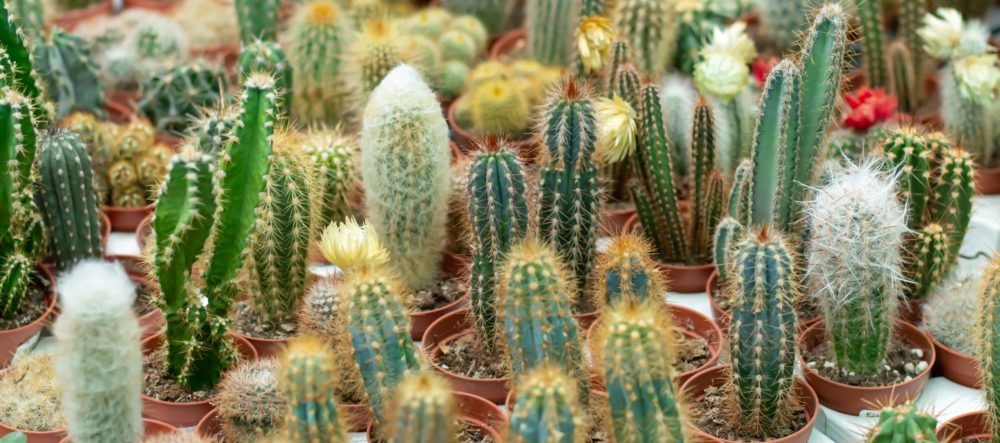 EcoFlora Sales Shop -EcoFlora Sales Shop banner1014