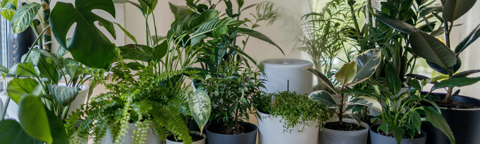 EcoFlora Sales Shop -EcoFlora Sales Shop banner986